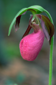 lady-slipper-flower-198x300