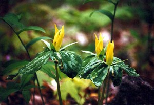 trillium-300x205