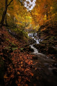 Autumn stream in the Great Smoky Mountains National Park